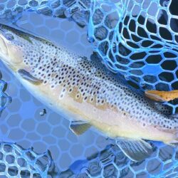 かっこいい魚がいっぱい ～岡崎トラウトポンド～